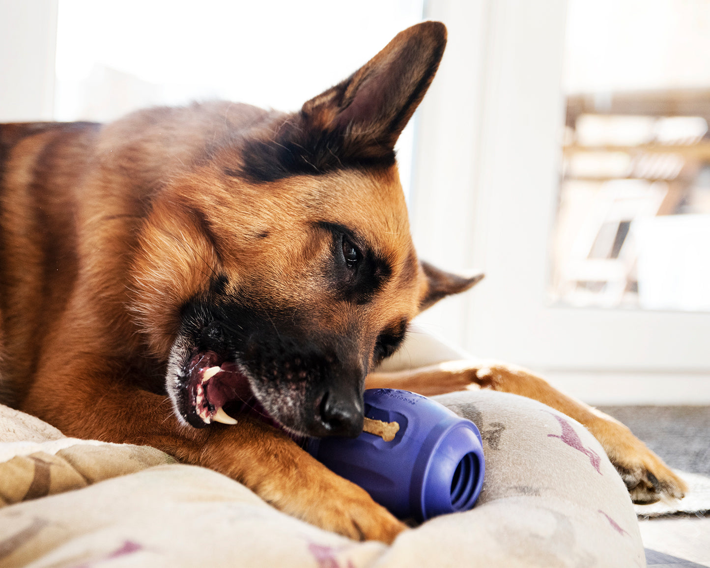Pro Chewers Bundle