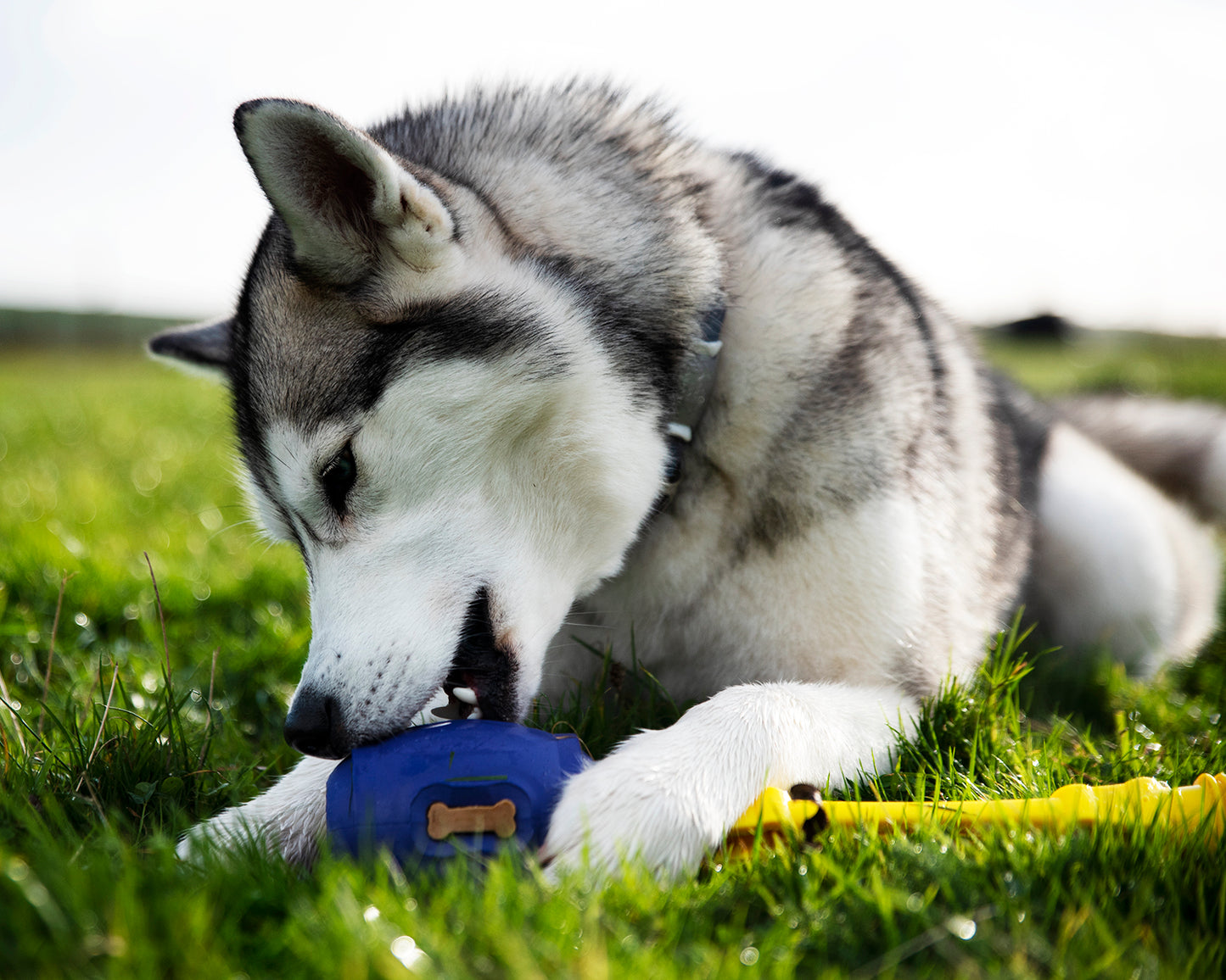 Pro Chewers Bundle
