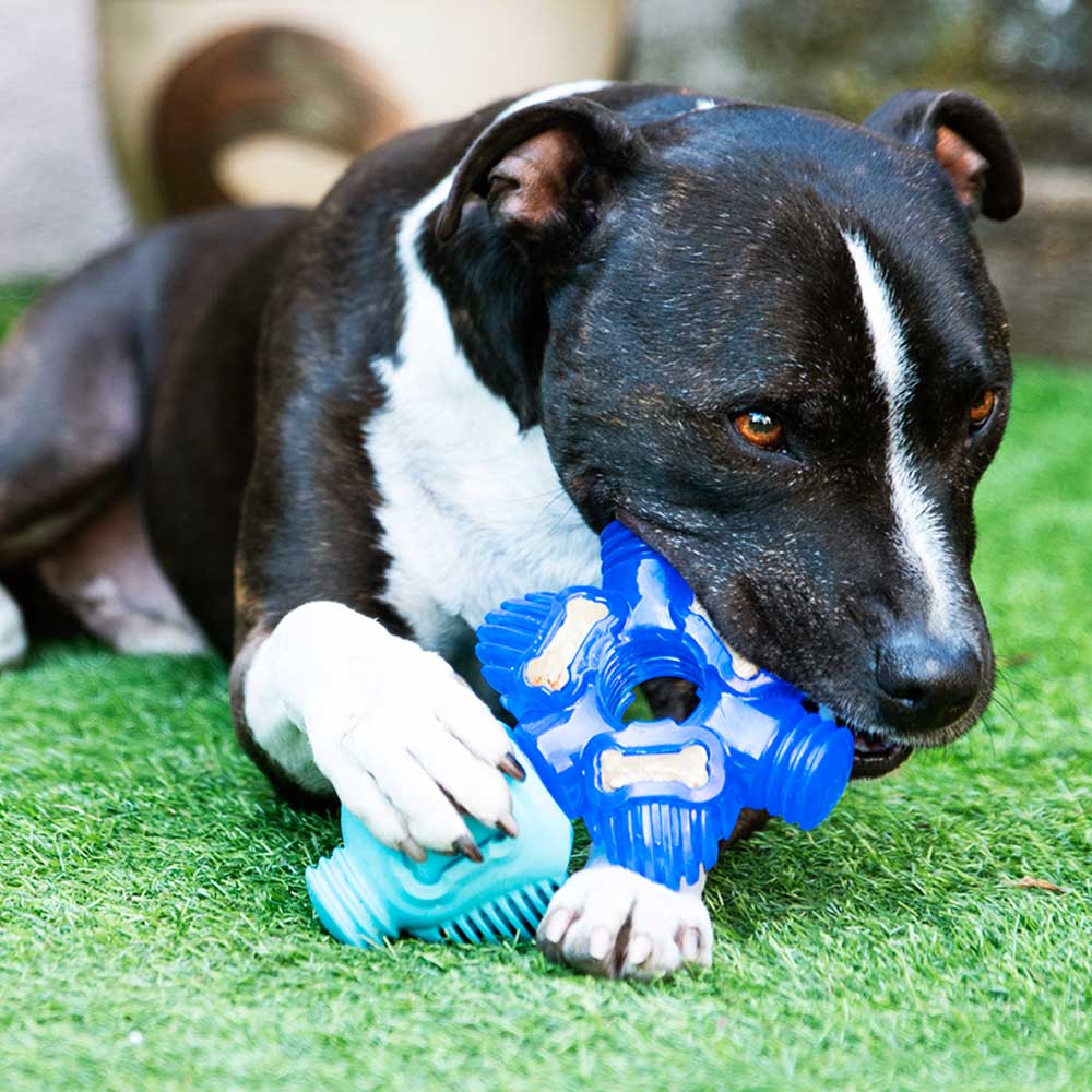 Brain Teaser - Pro Dog Toys