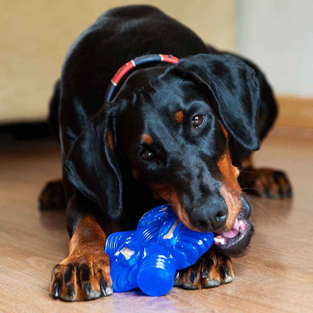 Brain Teaser - Pro Dog Toys