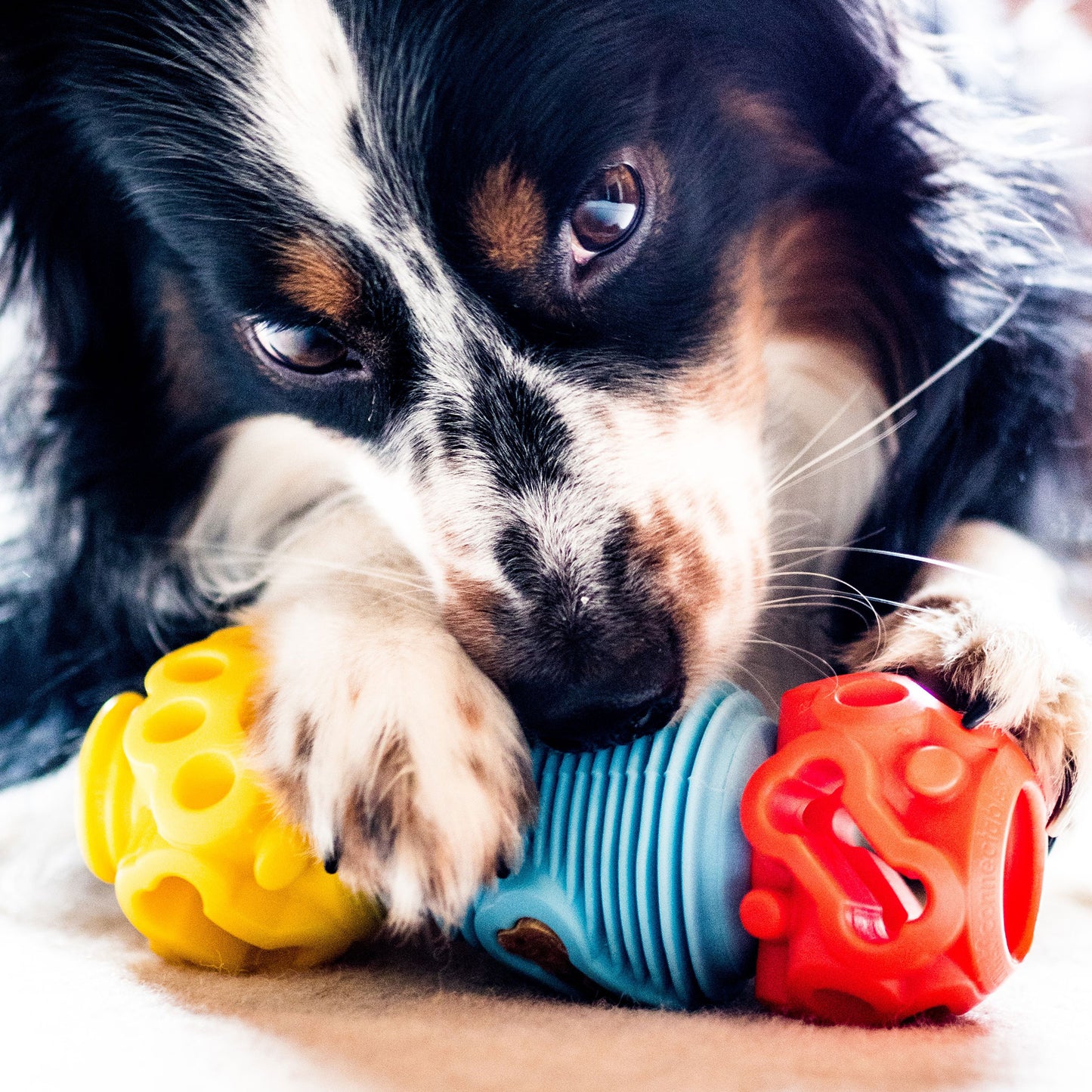 The Dentist - Gentle Dog Toys