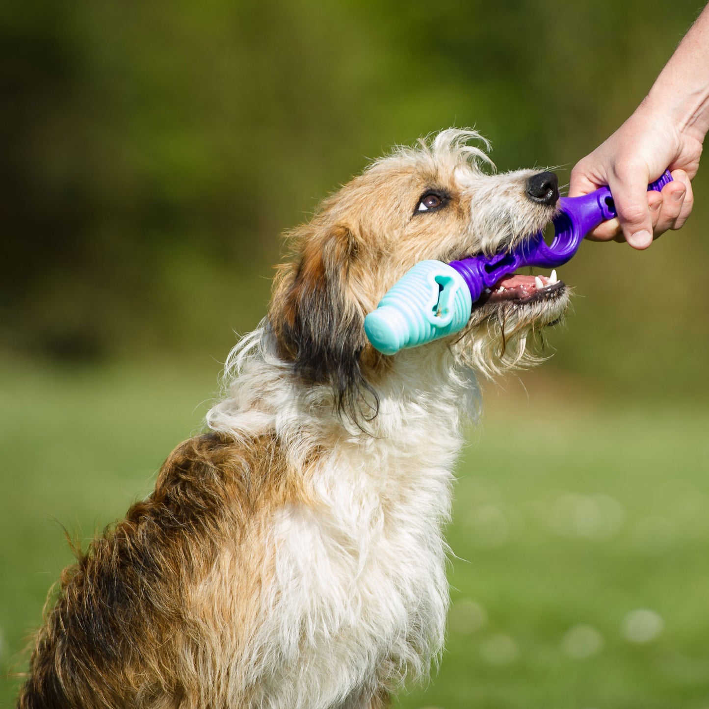 The Dentist - Gentle Dog Toys
