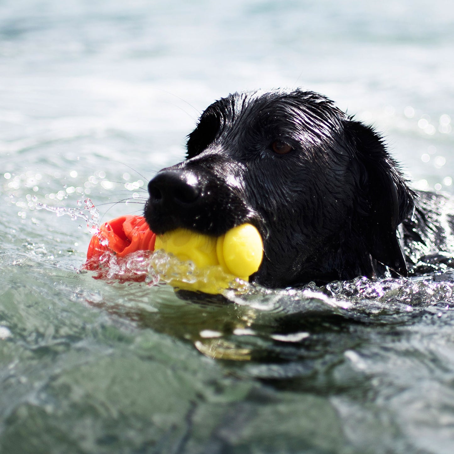 The Original - Gentle Dog Toys