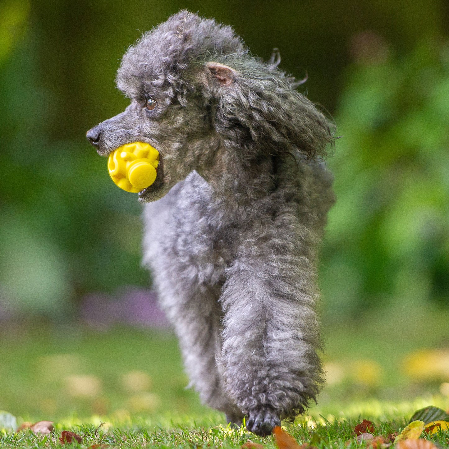 The Original - Gentle Dog Toys