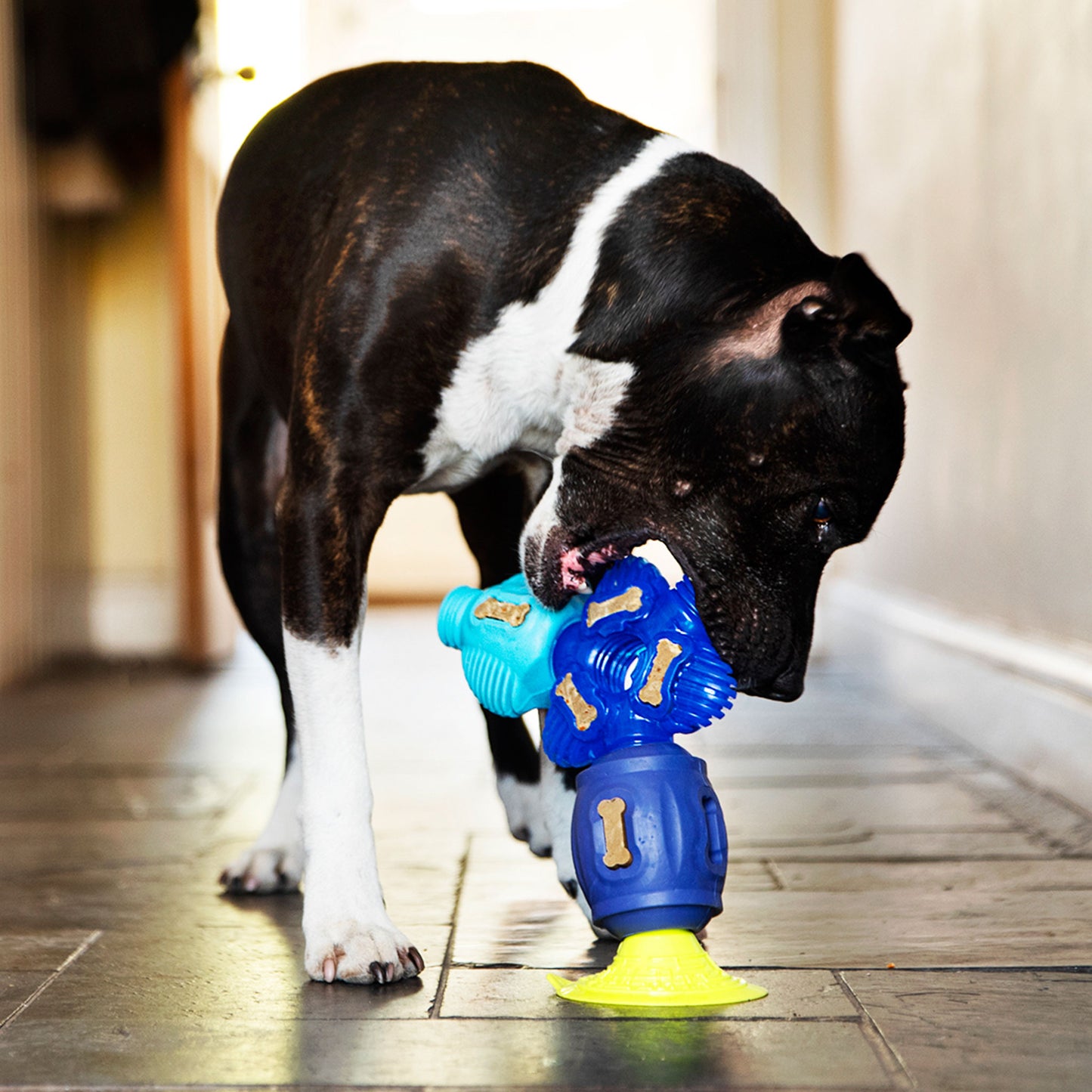 Super Sticker - Gentle Dog Toys