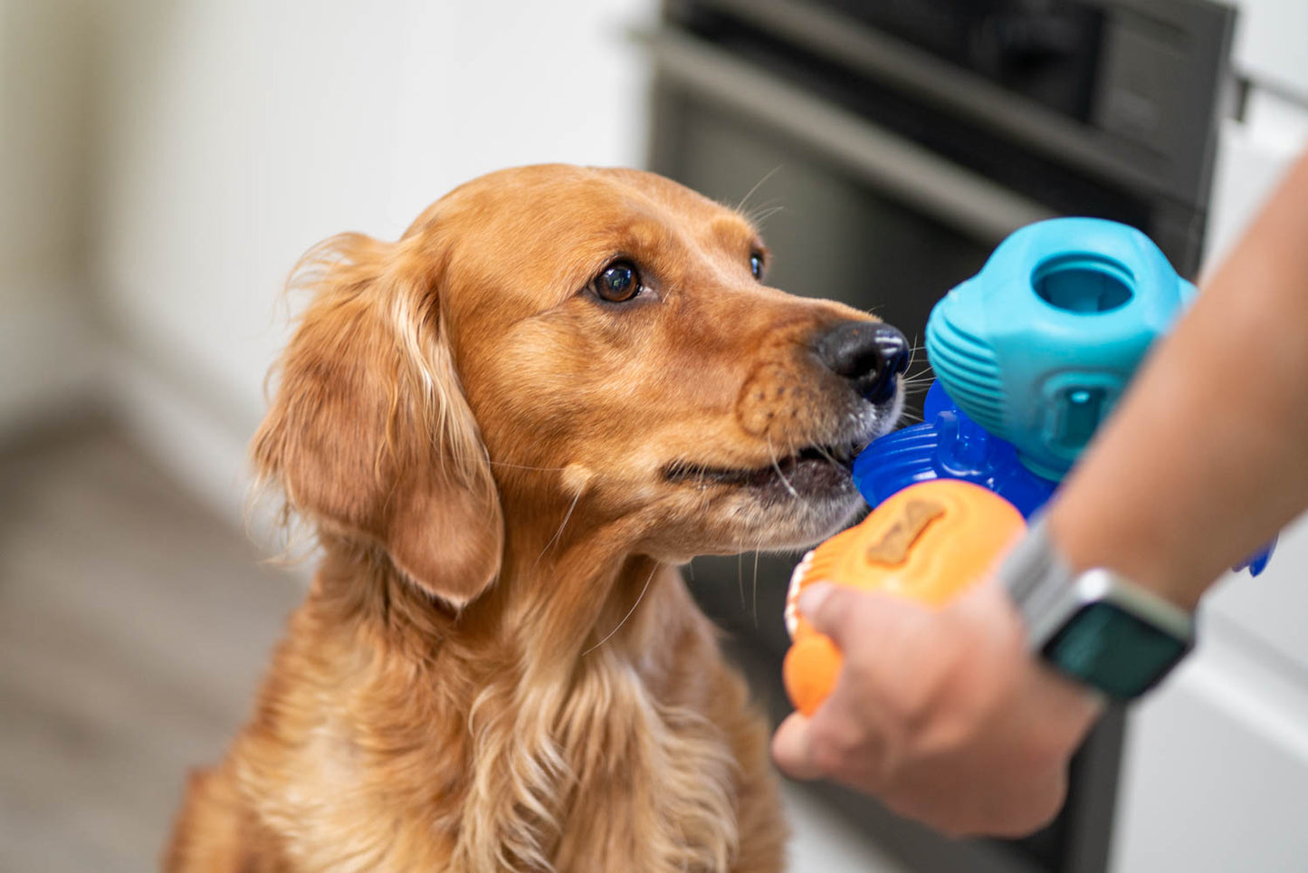 The Doggy Dentist Bundle