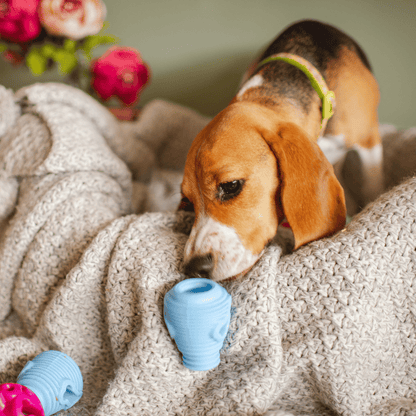 The Doggy Dentist Bundle