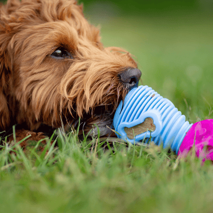 The Doggy Dentist Bundle