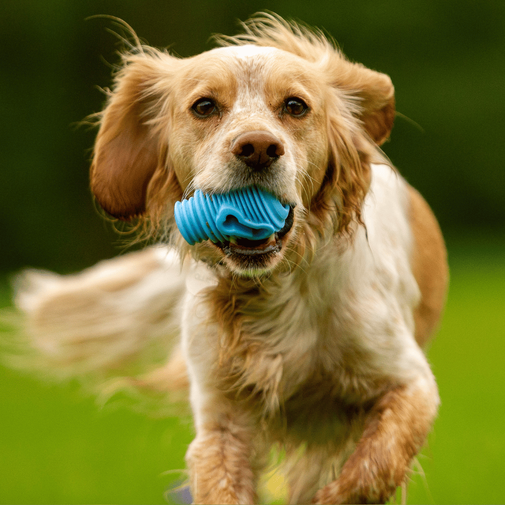 The Doggy Dentist Bundle