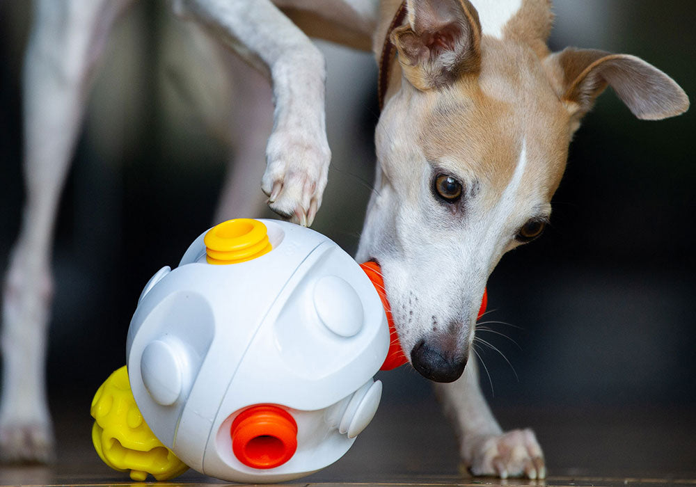 Boredom Buster & Interactive Dog Products, Shop Online