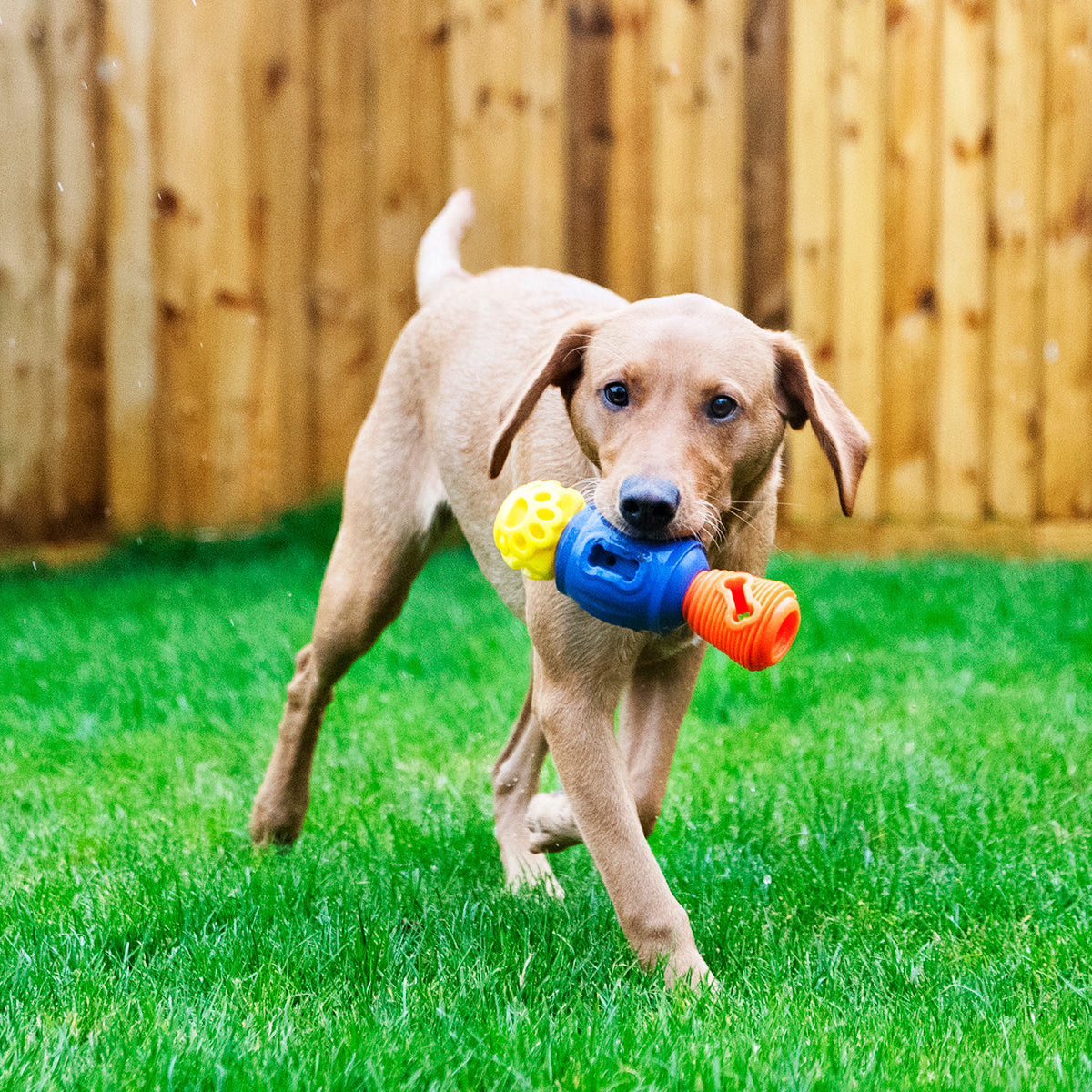 Dog playing with a colorful toy on a grassy area