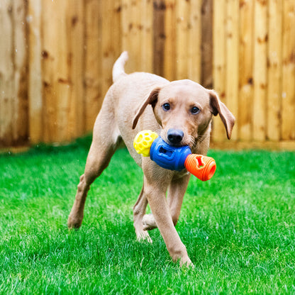 Dog playing with a colorful toy on a grassy area