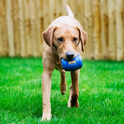 Dog running on grass with a blue toy in its mouth