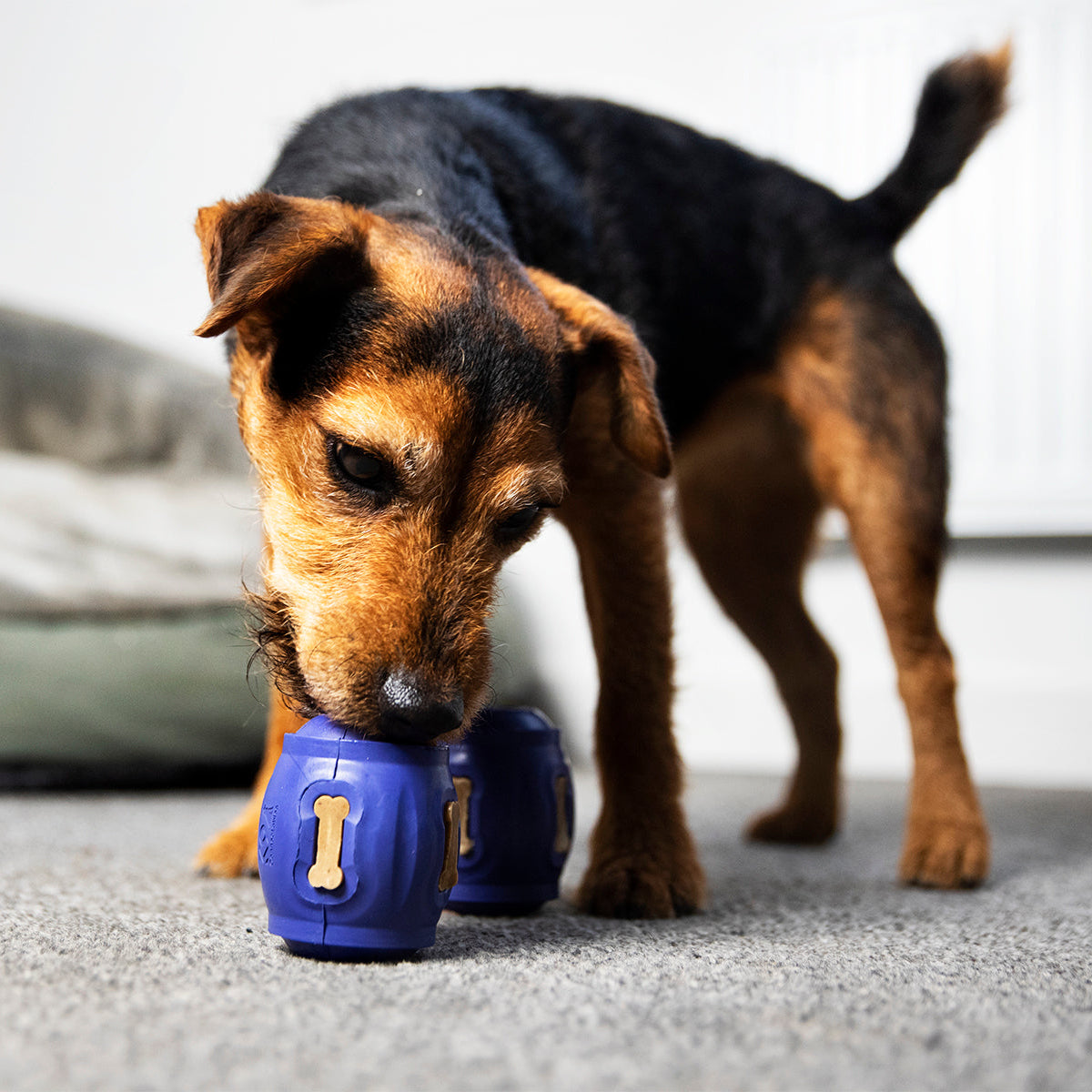 Dog playing with a blue toy