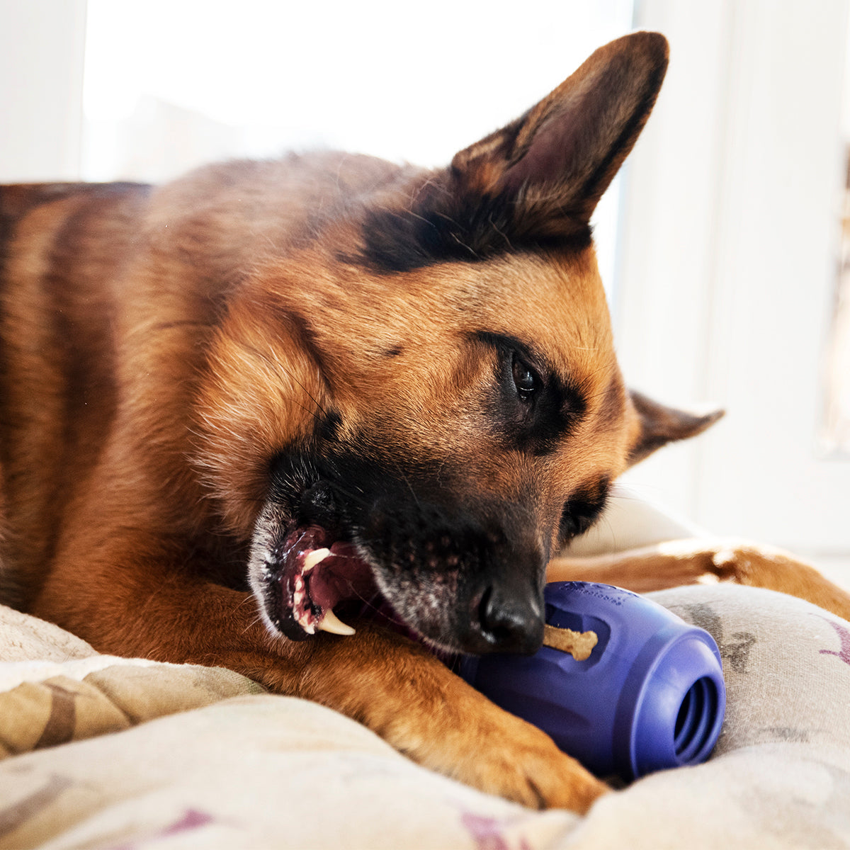 Dog chewing on a purple dog toy on a bed