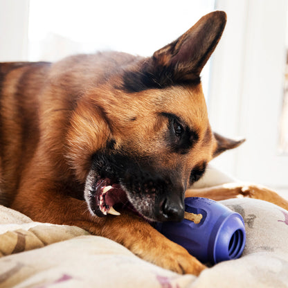 Dog chewing on a purple dog toy on a bed