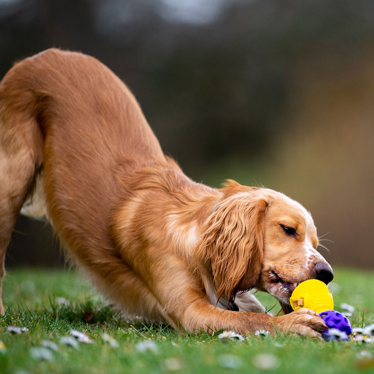 Gentle Dog Toys Bundle - Gentle Chewers