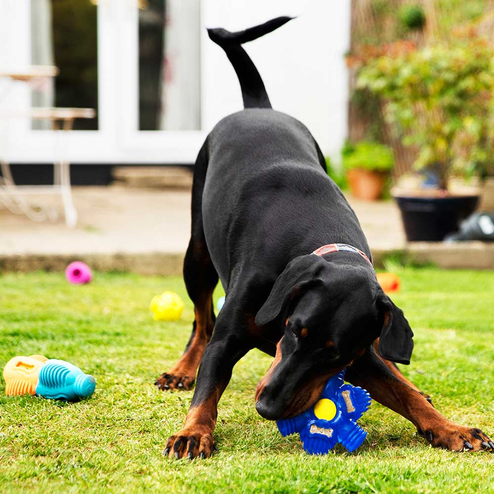 https://k9connectables.com/cdn/shop/products/K9Connectables-Brain-Teaser-Pro-Dog-Toy-7.jpg?v=1688650208&width=1445