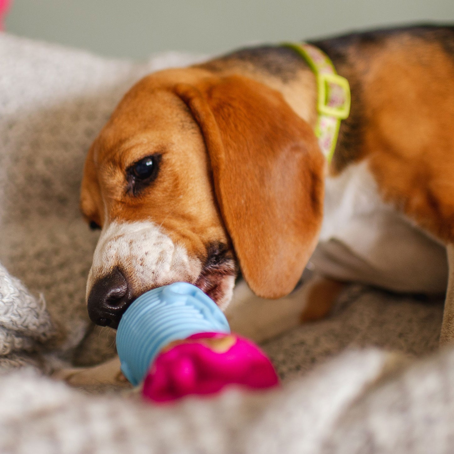 Gentle Dog Toys Bundle - Gentle Chewers