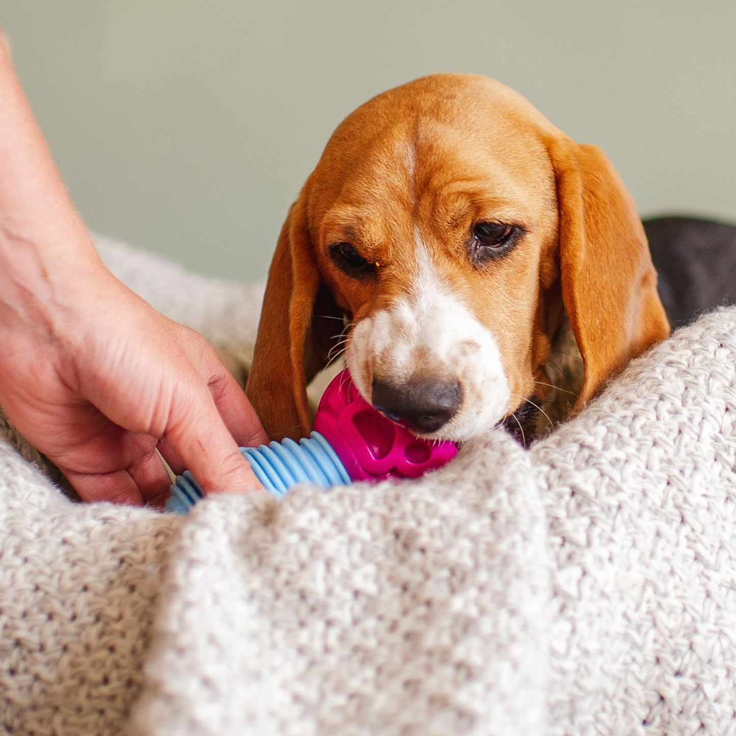 The Dentist - Gentle Dog Toys