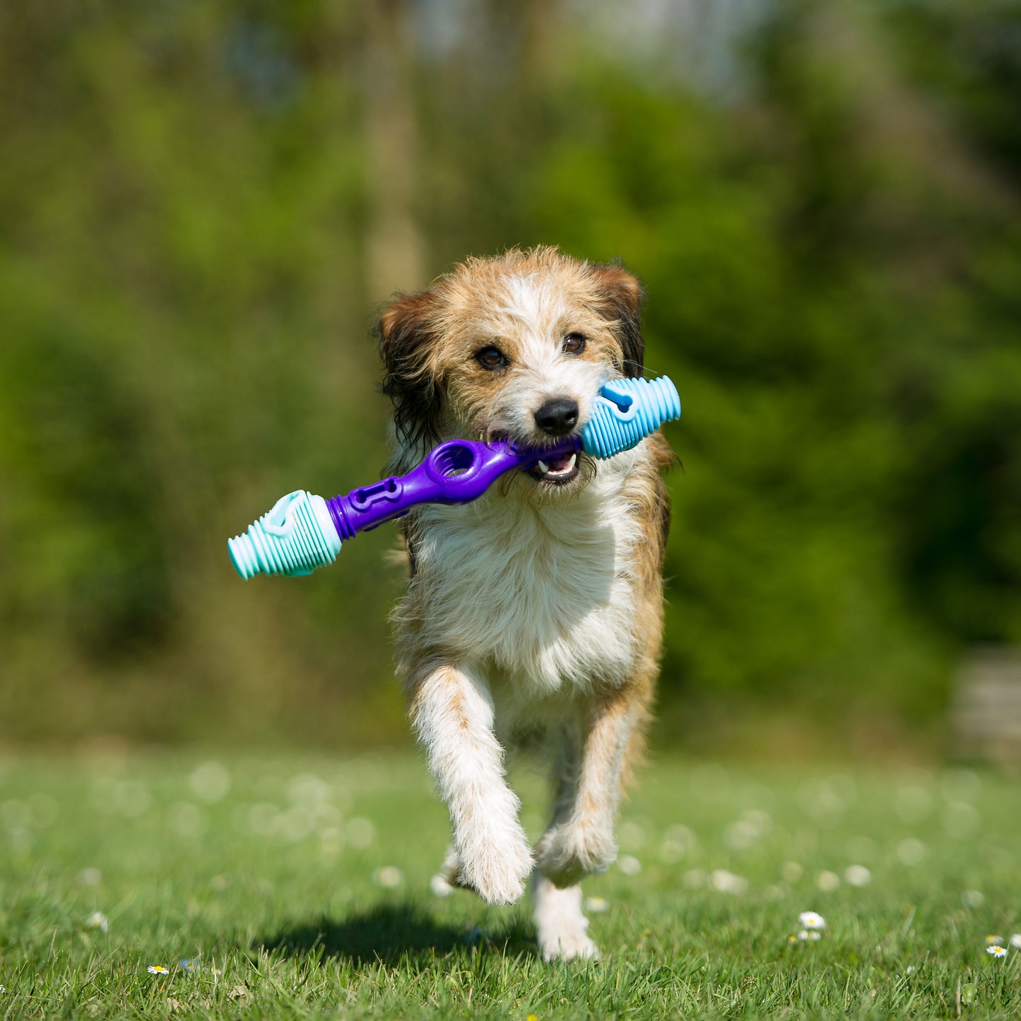 The Dentist - Gentle Dog Toys