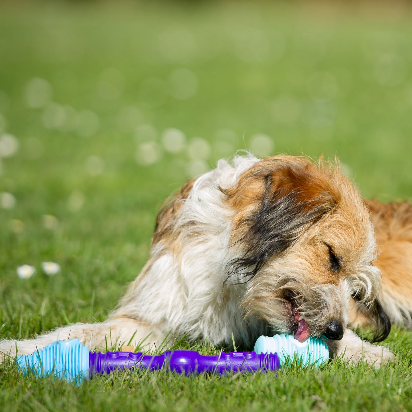 The Dentist - Gentle Dog Toys