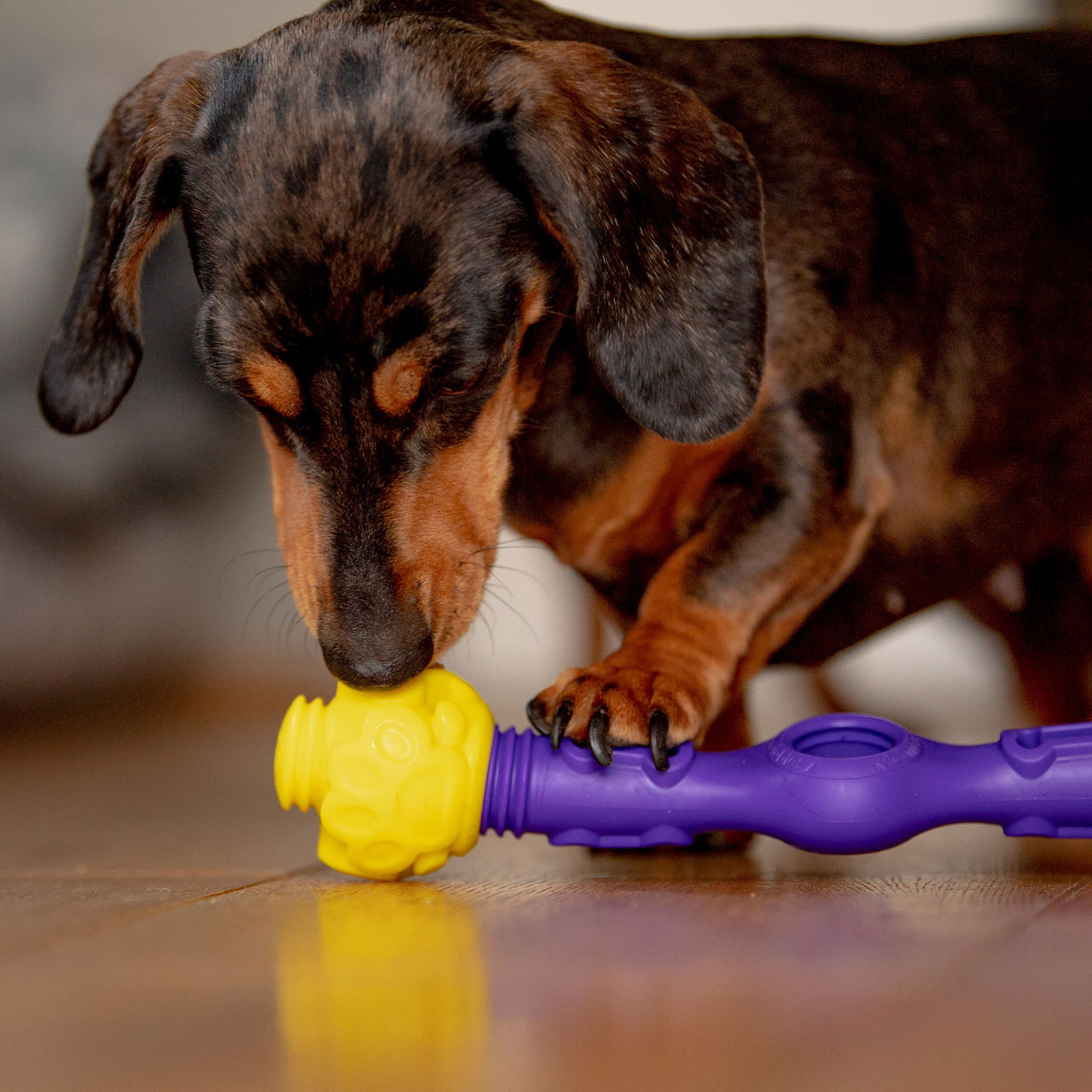 Gentle Dog Toys Bundle Chewers