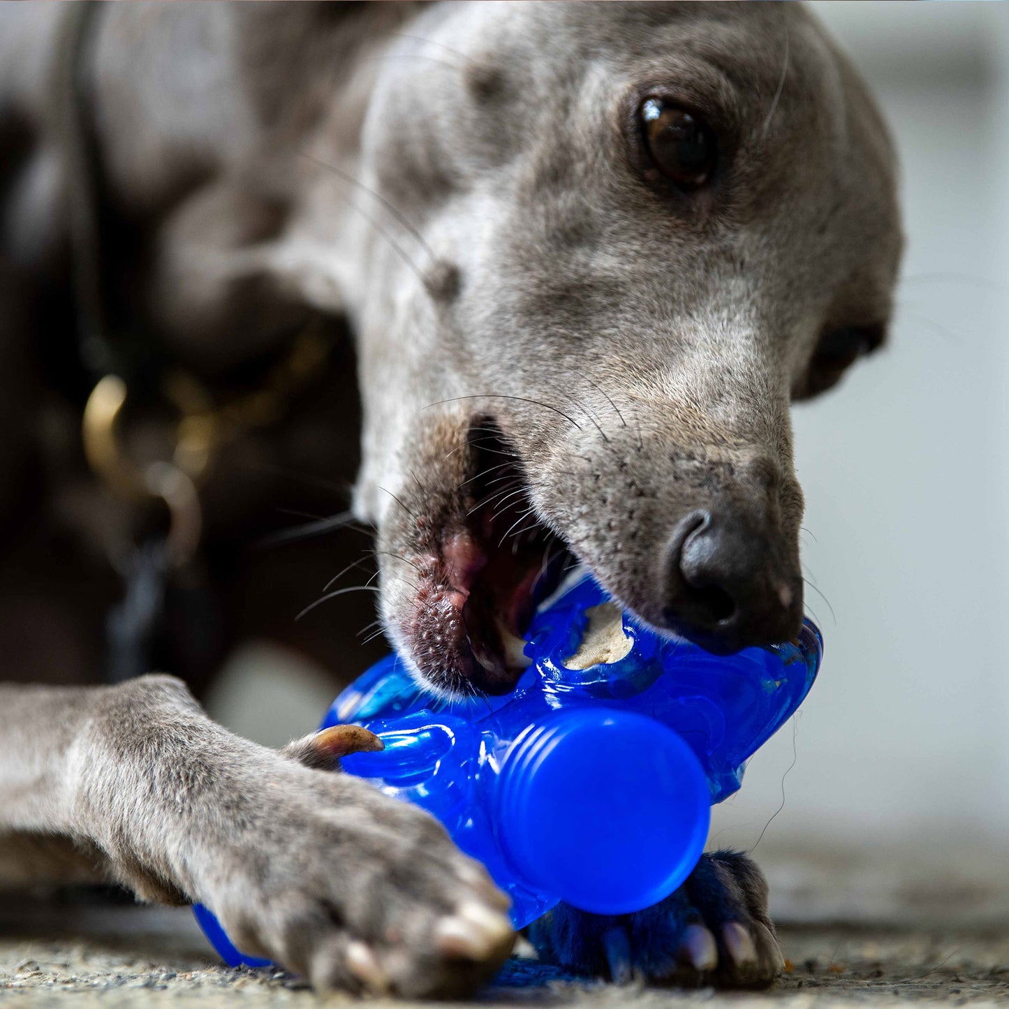 Brain Teaser - Pro Dog Toys