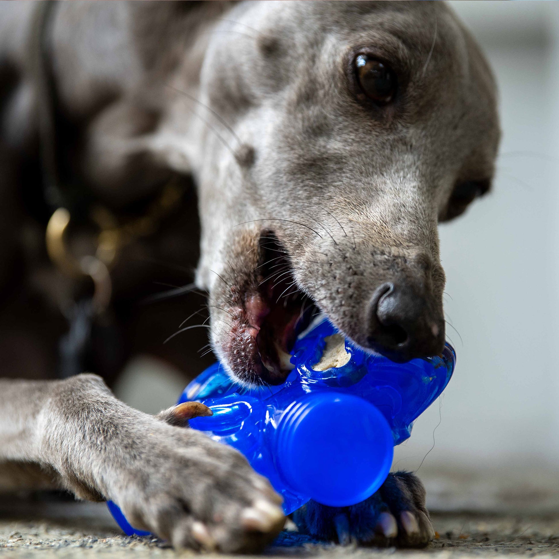 The Best Interactive Dog Toys