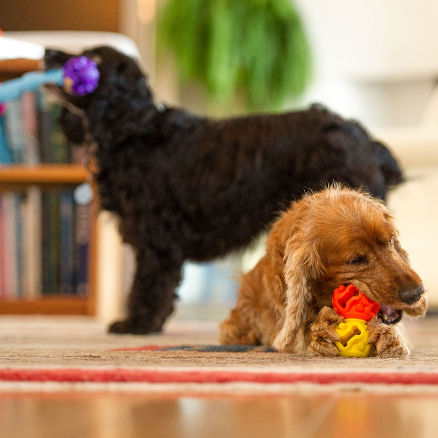 The Original - Gentle Dog Toys