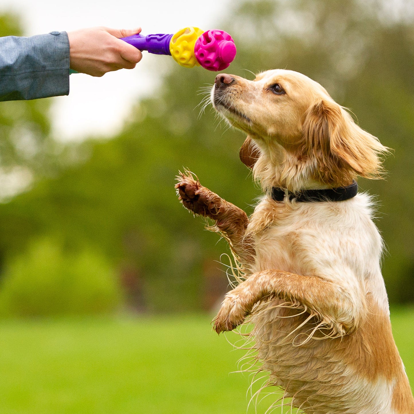 The Original - Gentle Dog Toys