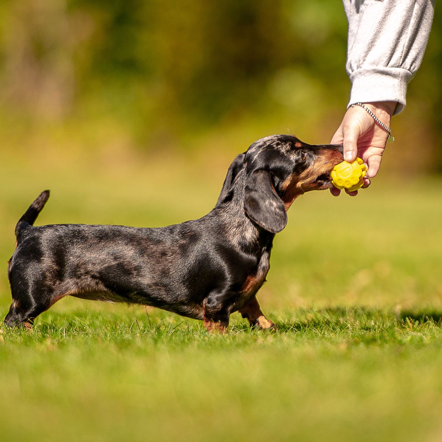 The Original - Gentle Dog Toys