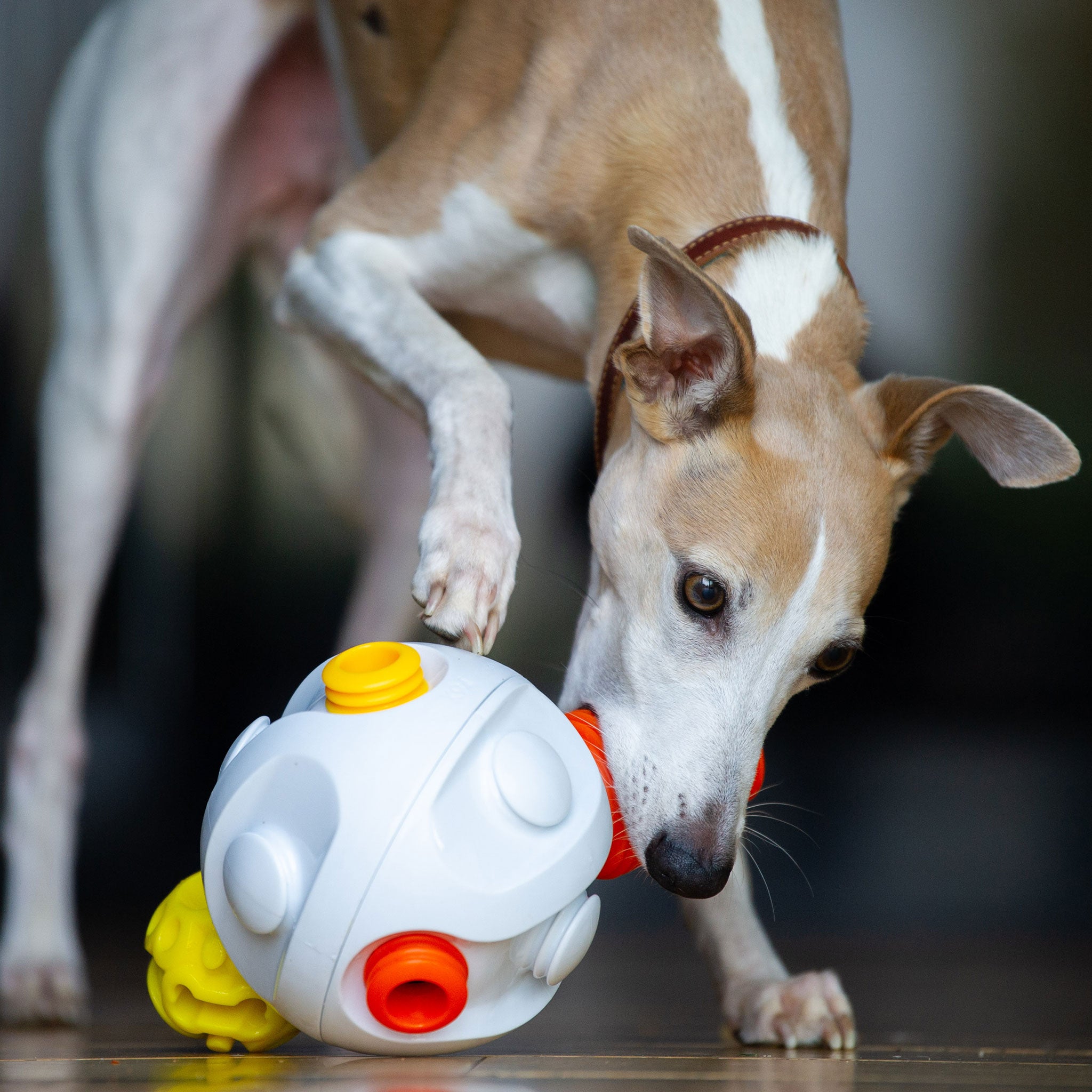 Kibble ball clearance