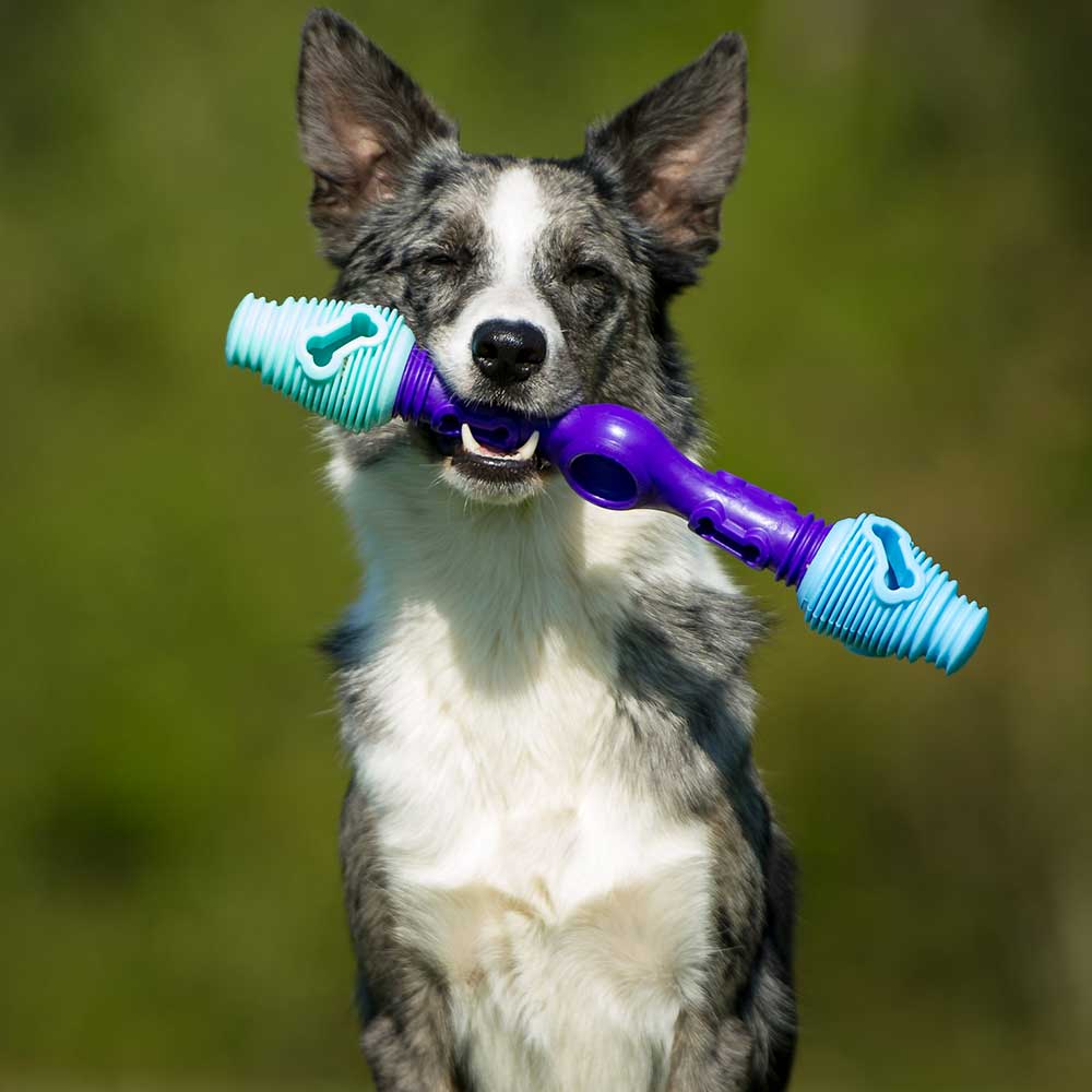 https://k9connectables.com/cdn/shop/products/K9Connectables-Starter-Pack-Medium-Size-Orange-Yellow-Purple-Enrichment-toy-dog-happy-dog.jpg?v=1688650968&width=1445