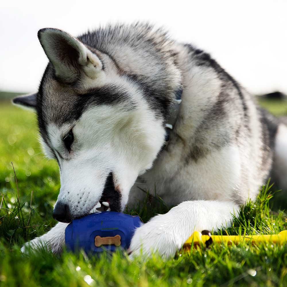 Tuff Stuffer - Pro Dog Toys